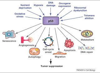p53 cancer gene review mutation tp53 protein research cracked code types science primary proteomics