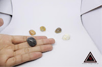 Jual Keong buntet magic Jual Keong buntet magic