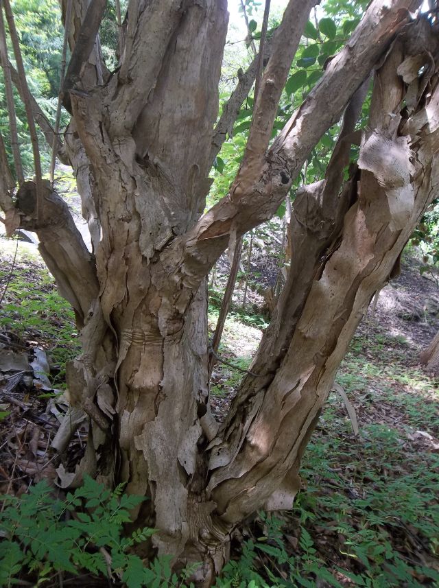 Future Plants by Randy Stewart: Dipelta