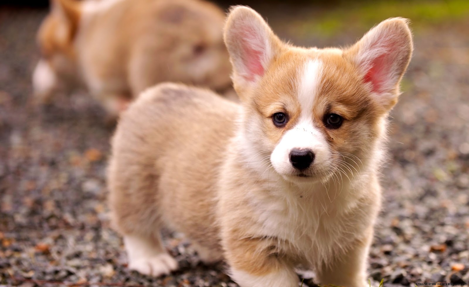 Cute Baby Corgi Puppies