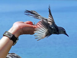 bird hand away fly birds retirement joe wastes opportunity given he manomet