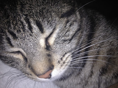 alt="gato durmiendo profundamente"