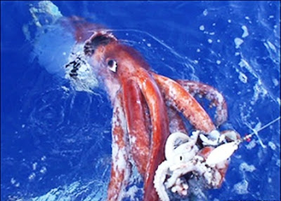 Architeuthis calamar gigante extraño