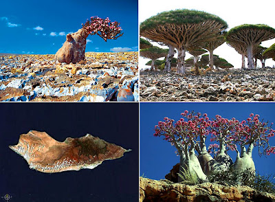 The Lost Island Of Socotra Never seen anything like it