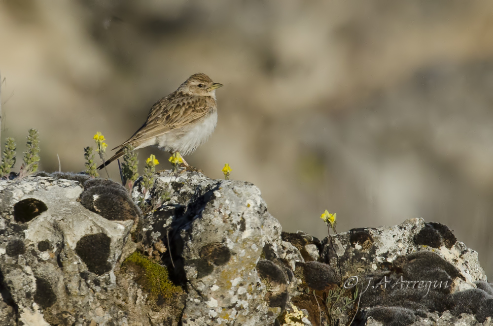 Terrera común, Callandrella brachydactyla, Short-toed Lark Terrera común, Callandrella brachydactyla, Short-toed Lark