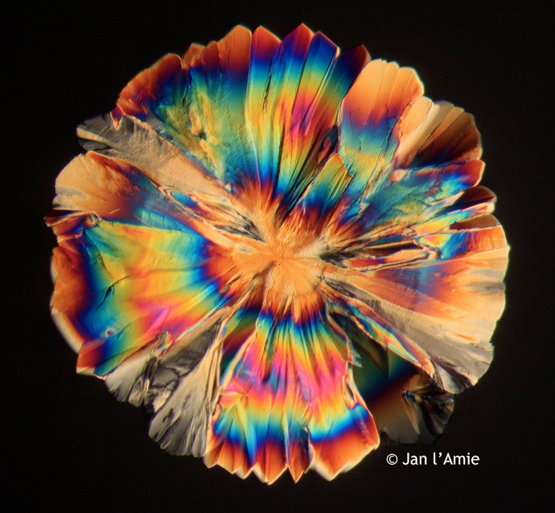 Microscope World Blog Citric Acid under Polarizing Microscope