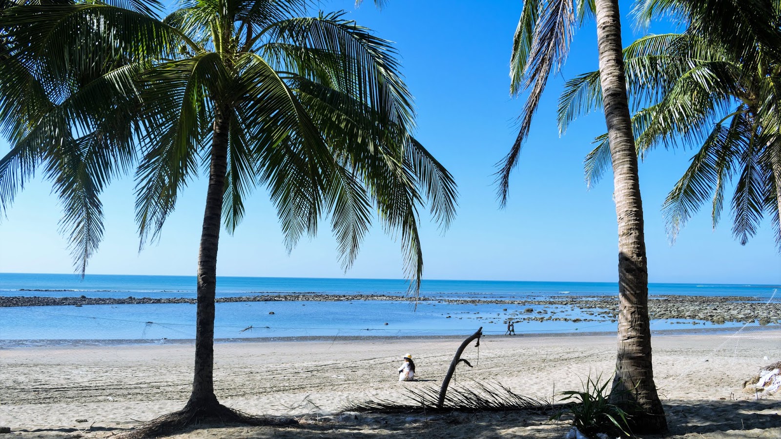 rows of coconut trees at st. martin