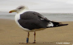 (L.f. intermedius)Lesser black-backed gull / Gaviota sombria intermedius / Intermedius kaio iluna