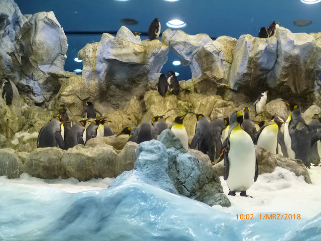 Loro Parque Loro Park Teneriffa Pinguine