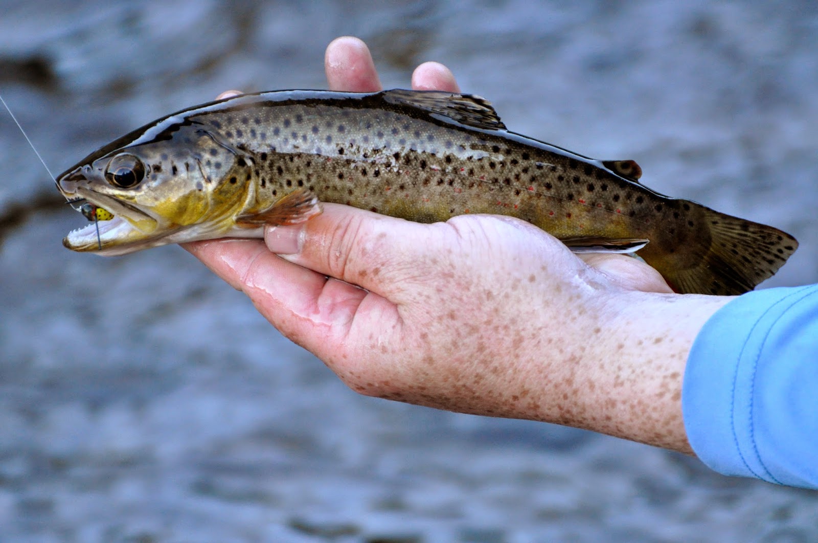 Jamie's Fly Fishing Journal Camping Trip to Beaver Creek