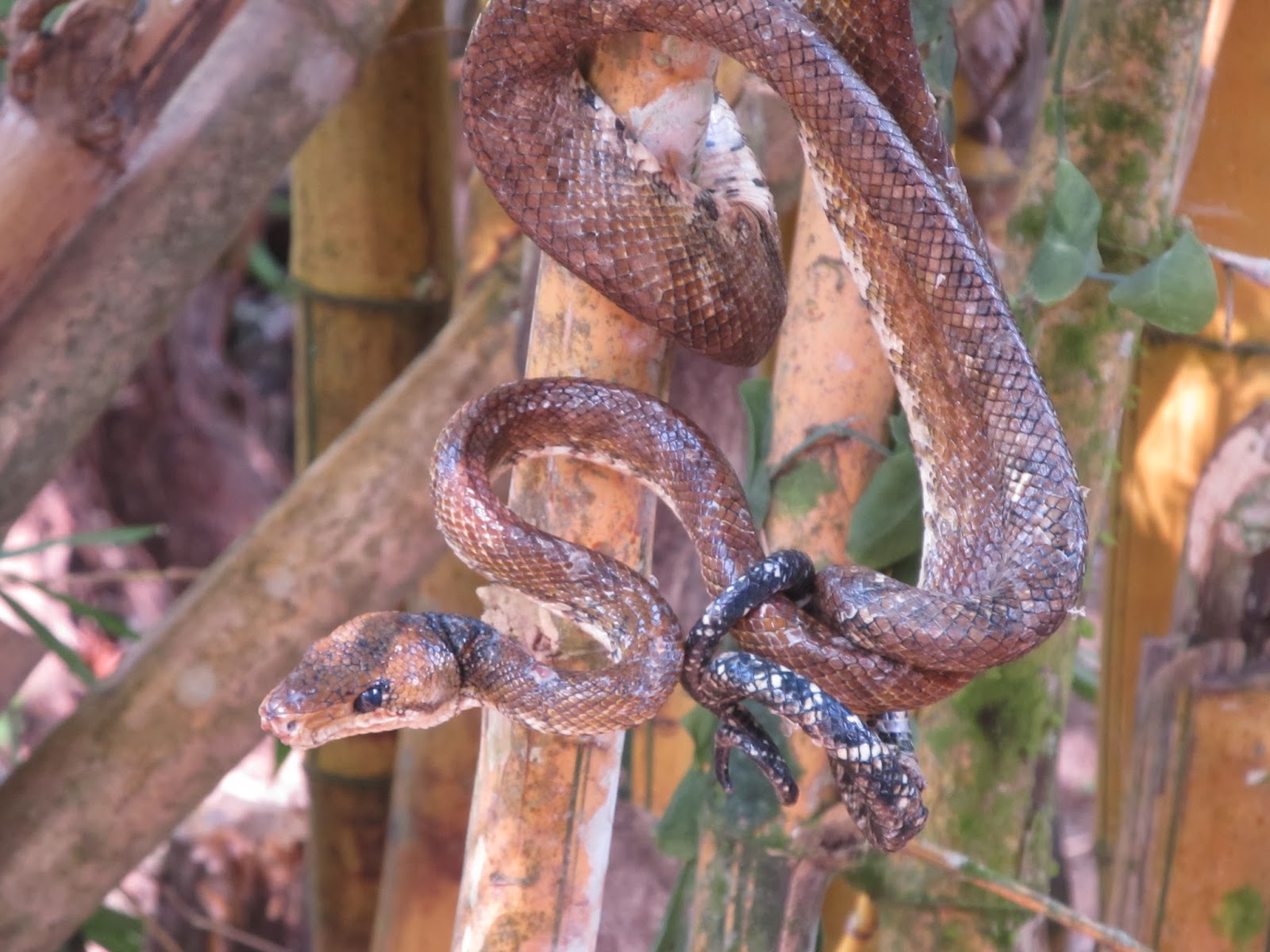 Jaco. Costa Rica NEO FAUNA SNAKES