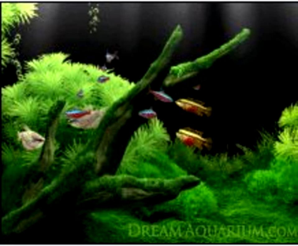 Windows 7 Active Desktop Background With Dream Aquarium Download