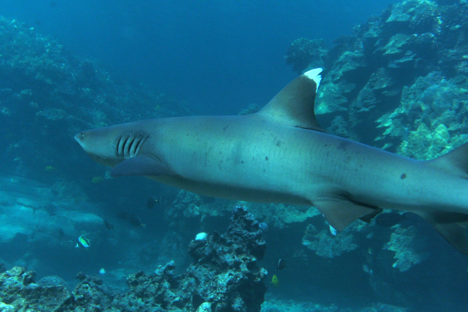 Diving the Kona Coast: Whitetip Reef Sharks Abounding