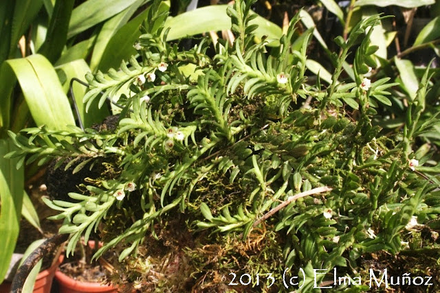 Dichaea anchoraelabia. Foto de orquideas