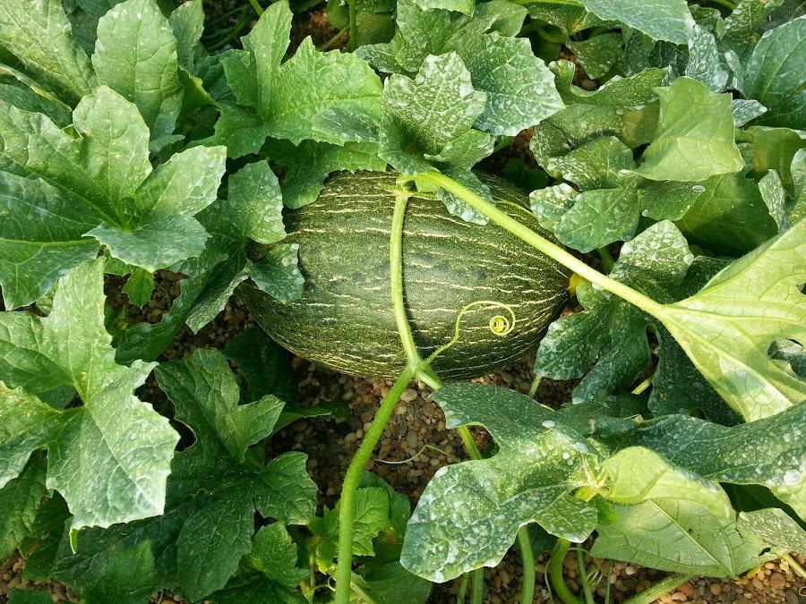 Como cultivar melon