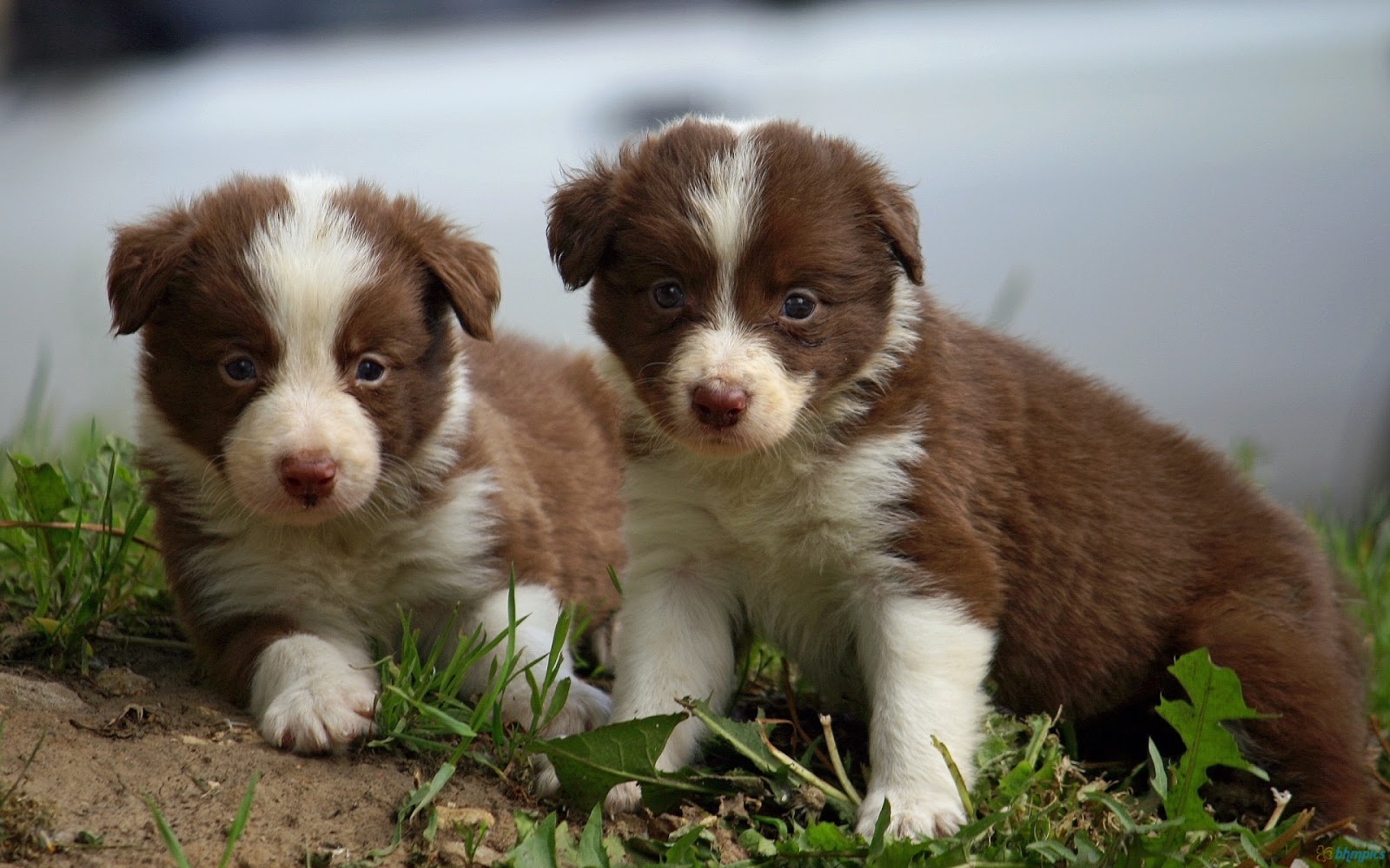 Cute Puppy Dogs border collie puppies