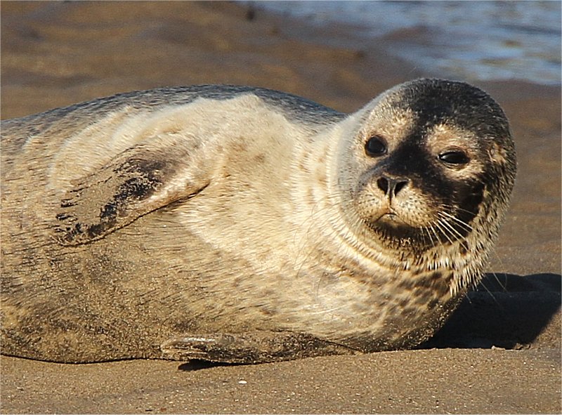 Murfs Wildlife : Common Seal
