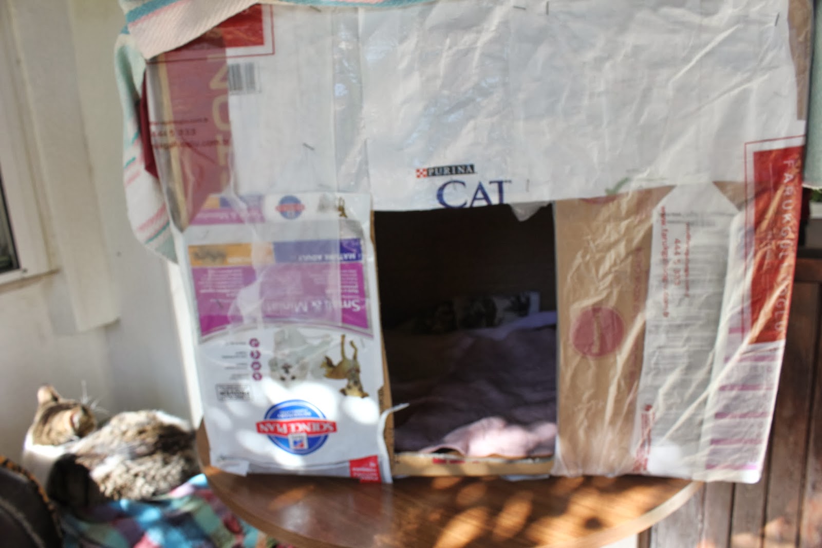 Begonvilli Ev Kedi Evleri İçin Öneriler