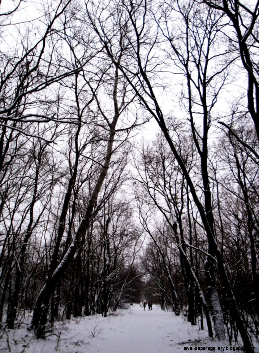 Snowy forest path by Michiyo chan89 on DeviantArt