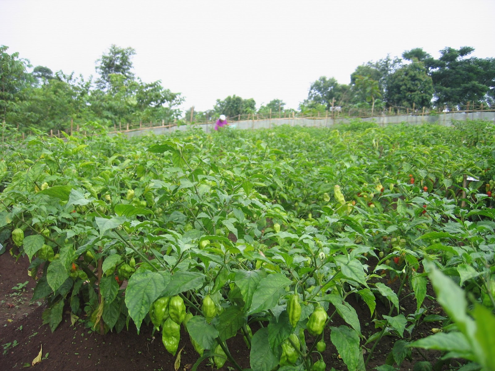 Naga King chilli: About-NKC