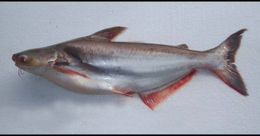 58+ Gambar Ikan Lele Patin, Gokil!