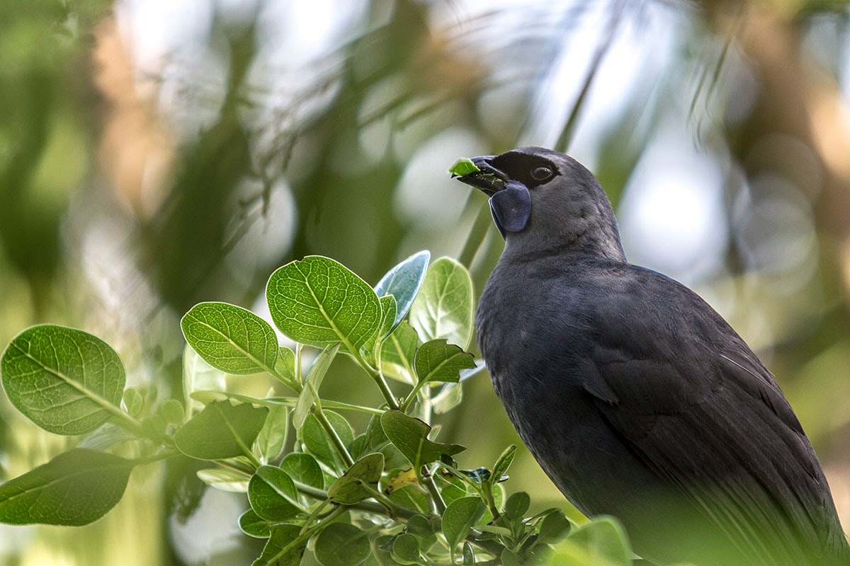 North Island Kokako North Island Kokako