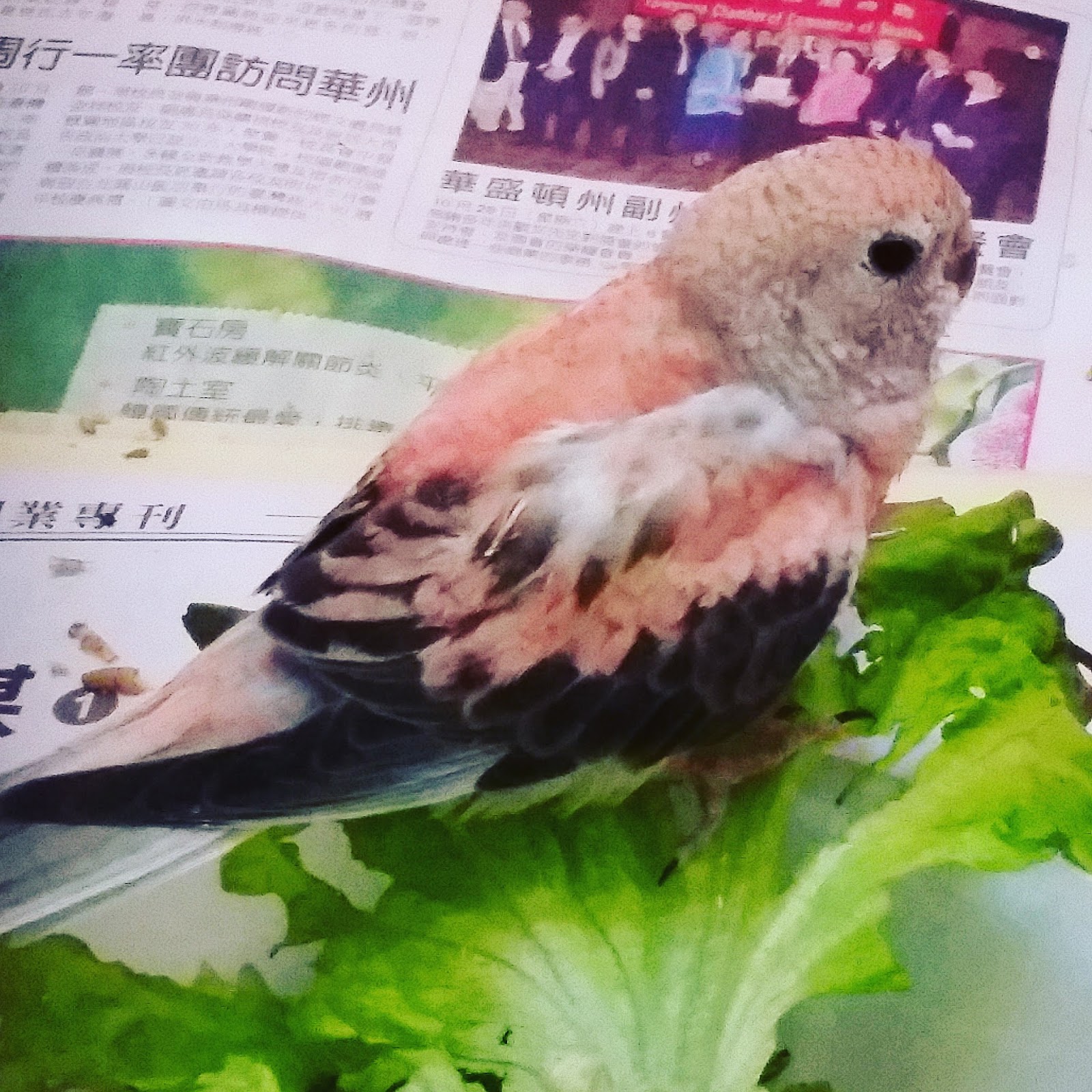 Happy Bird Place Finch and Grasskeet Blog 2016