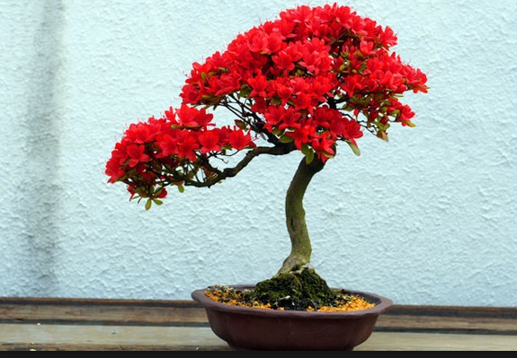 Bonsai Azalea Bonsai Dengan Bunga Indah