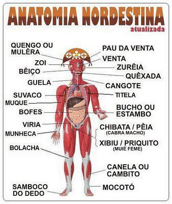 anatomia della fossa prostatica anatomia della fossa prostatica
