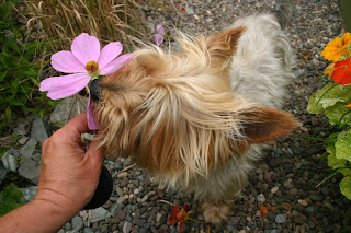 Ziggy stops to smell the cosmos!
