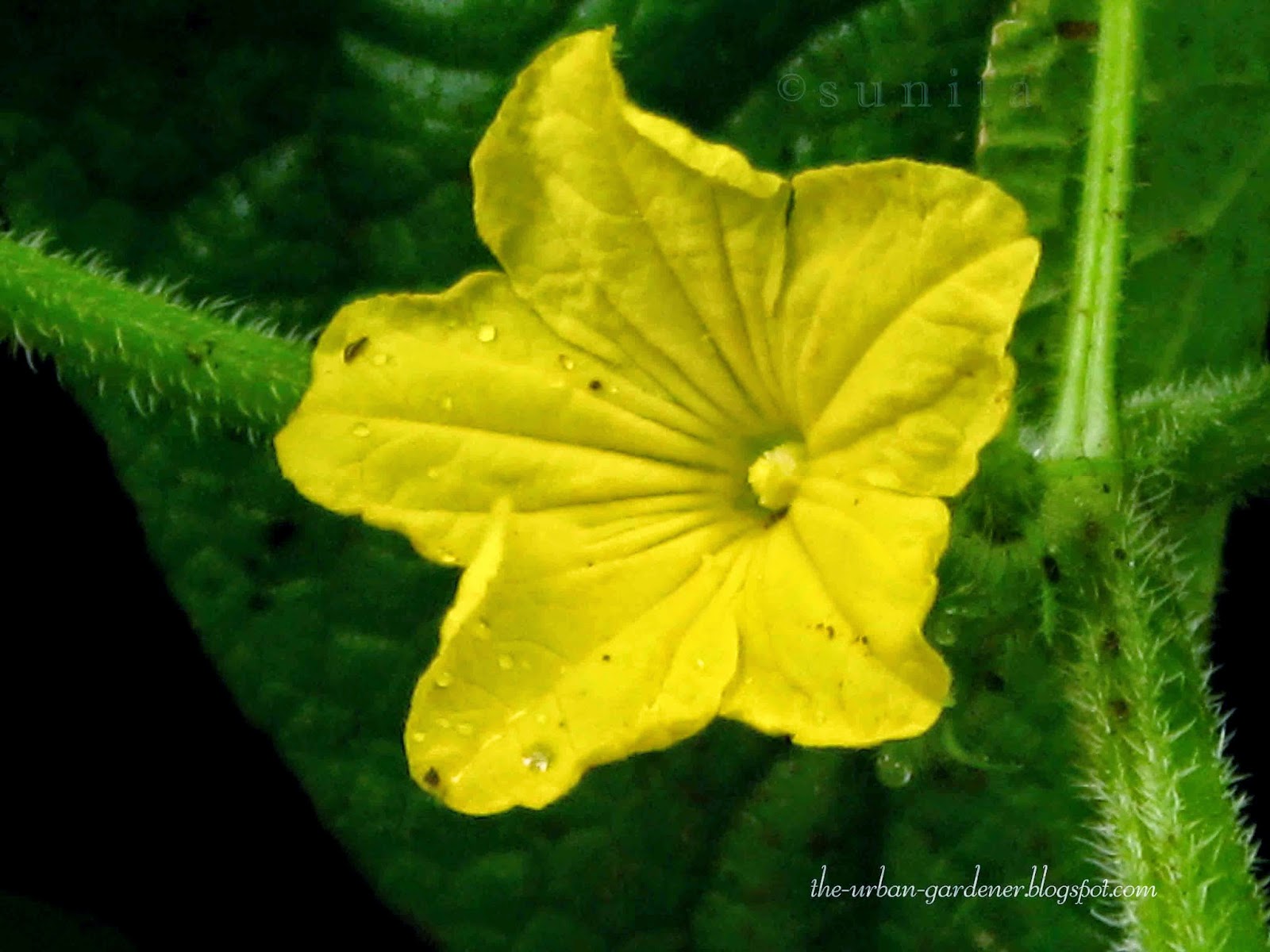 Small yellow flower of cucumber vegetable