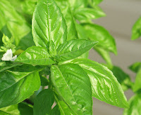 Basil | Sweet Basil | Ocimum basilicum - Lamiaceae