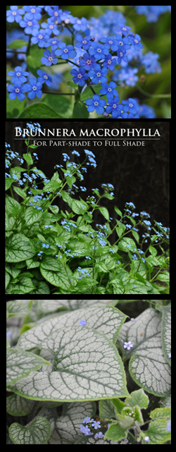 Brunnera macrophylla for Part-Shade to Full Shade
