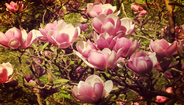 Como cuidar magnolias