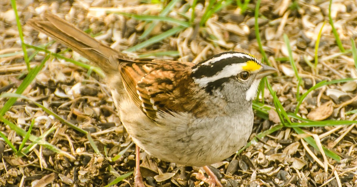 Prairie Nature WhiteThroated Sparrow Canada Songbird