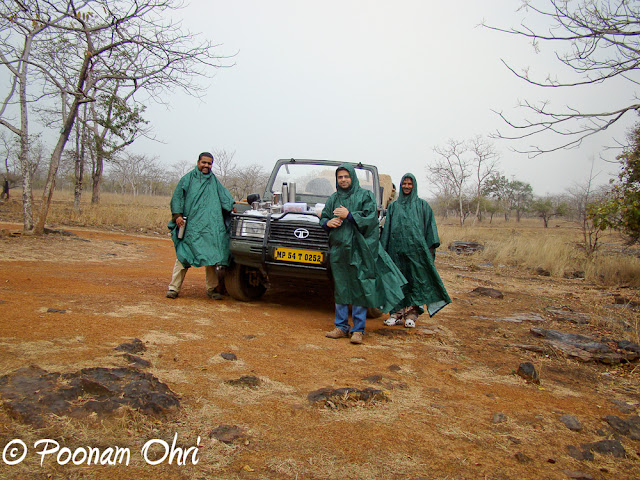 Panna National Park  Panna National Park is situated in the central Indian state of Madhya Pradesh, at a distance of around 57 km from Khajuraho. It was created in 1981 and was declared a Project Tiger Reserve by Government of India in 1994.The region, famous for its diamond industry, is also home to some of the best wildlife species in India and is one of the most famous Tiger Reserves in the country. The park is known worldwide for its wild cats, including tigers as well as deer and antelope. Due to its closeness to one of the best-known Indian tourist attraction in India, Khajuraho, the park is recognized as an exciting stop-over destination.Tiger sighting is always a matter of chance but regular sightings of animals like Leopard, Wolf and Gharial. Herds of Blue Bulls, Chinkaras and Sambars are a common sight. The park can probably boast of the highest density of the Paradise Fly-Catchers. This rich avian and faunal life combined with its picturesque scenery make a visit to the Park memorable.The avifauna comprises more than 200 species, including a host of migratory birds. One can see white necked stork, bareheaded goose, honey Buuzzard, King vulture, Blossom headed Parakeet, Paradise flycatcher, Slaty headed Scimitar babbler to name a few.Till few years back, Panna Wildlife Sanctuary was popular by the name of Panna Tiger Reserve and attracted wildlife lovers from all over the world. But with the disappearance of Tiger population from Panna National Park, it becomes is struggling to maintain its identity. But now authorities of Panna National Park have made up their mind to promote it as a National Park having rare species of Vultures. So picture of Vulture/s give a new face to Panna National Park. Presence of 6 rare species of vultures in Panna forest are being promoted to give some reason to wildlife lovers for visiting it. About 1700 Vultures have been counted in Panna National Park.The Ken river , which flows through the Reserve from south to north, is home for Gharial and Mugger, and other aquatic fauna and is one of the least polluted rivers and a tributary of Yamuna. It is one of the sixteen perennial rivers of Madhya Pradesh and is truly the life line of the Reserve. Ken offers some of the most spectacular scenery to the visitor while it meanders for some 55 km through the reserve.Nearby resorts, offer a variety of nature excursions. Morning and evening walks in the lap of nature are truly wonderful experiences.We saw the national Bird in its full beauty. Doing a beautiful dance to woo the Pehen during the rains.And of course we too got drenched in those rains.There are no jeeps provided by the park authorities, so you will have to rent your own jeep for a safari into the park. Mostly the resorts around the park have their own jeeps which can be hired for the Safari. There are two timings for the Safari - Morning and Evening. We experienced both of them and both were equally nice and interesting.Overall, Panna National park is a must visit for nature and animal lovers!