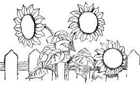 Beautiful Sunflower Coloring Pages To Print
