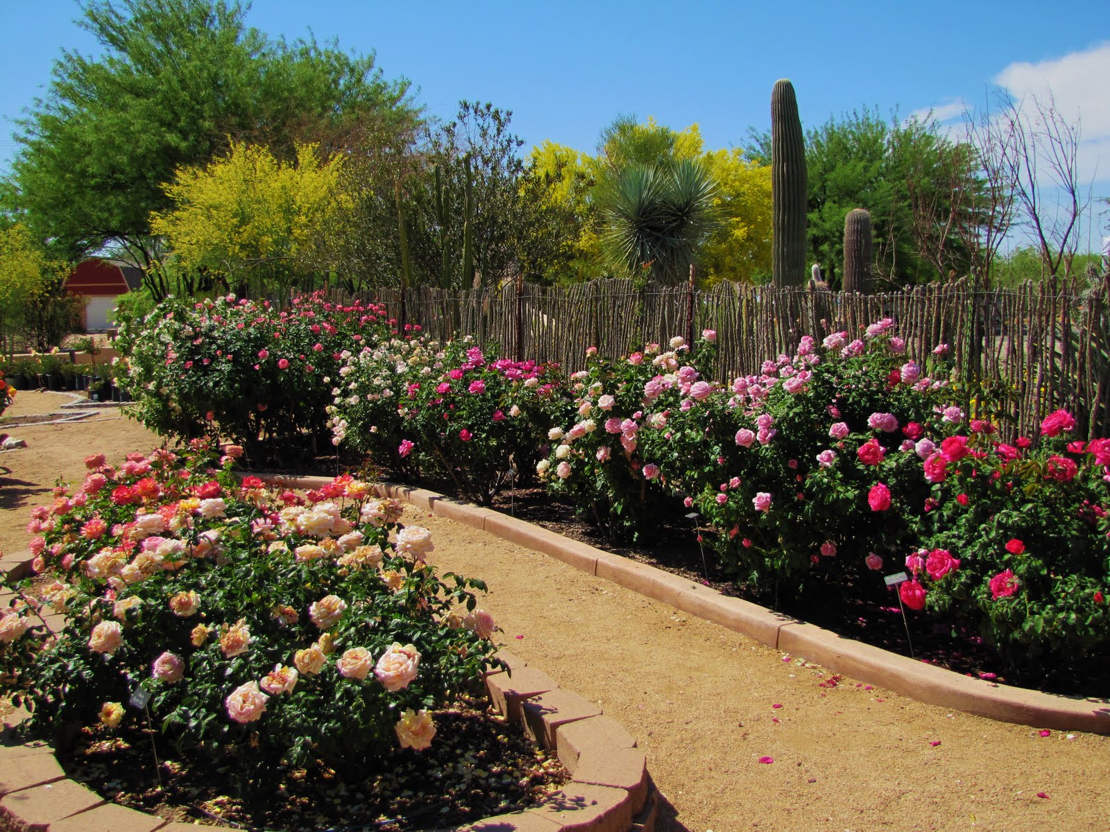 Las Aventuras A Rose Garden in Tucson