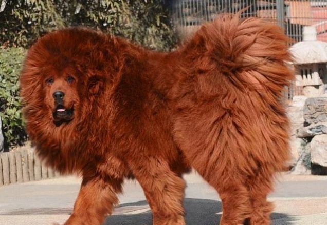 red Tibetan mastiff has become the priciest dog in the world after ...