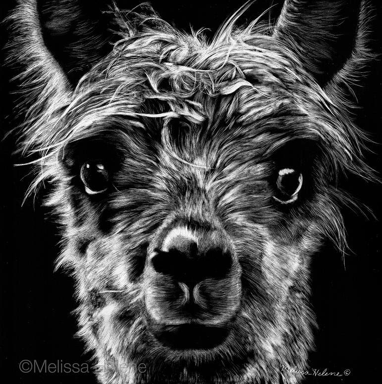 01-Alpaca-Melissa-Helene-Amazing-Expressions-in-Scratchboard-Animal-Portraits-www-designstack-co
