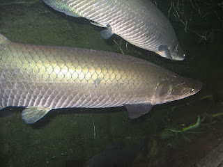 Ikan Arapaima Penguasa Sungai Amazon