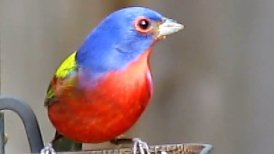 Backyard Birding....and Nature Painted Buntings Spring Migration North