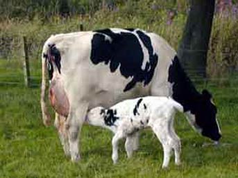 Sahih Ruya Tabirleri Ruyada Inek Gormek Nedir En Dogru 9 Tabiri Bilmelisiniz