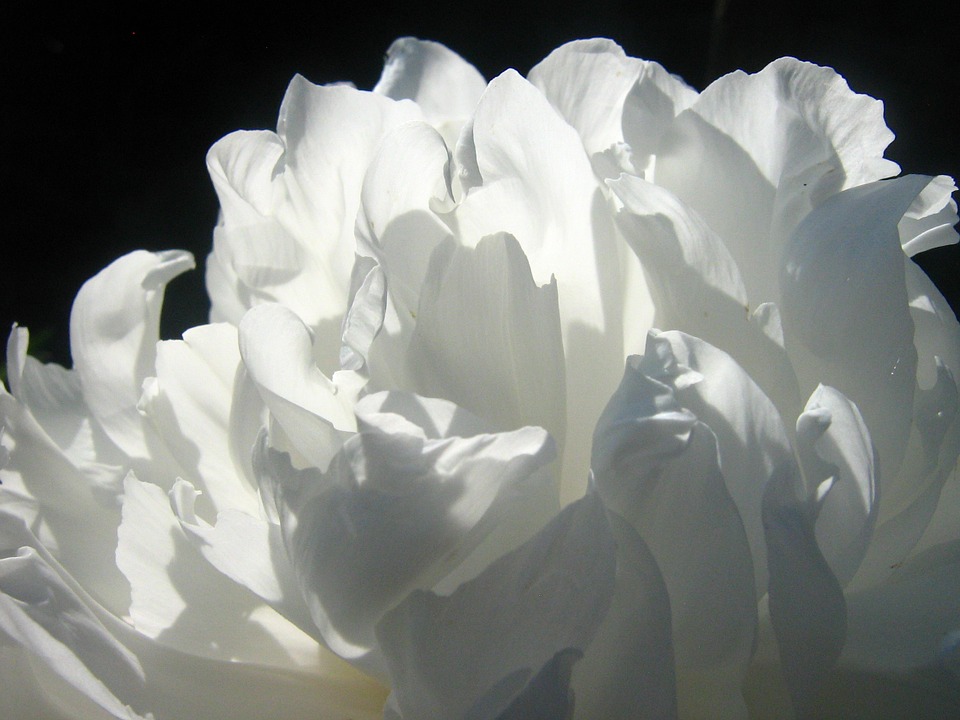 Ritual de la paz con claveles blancos