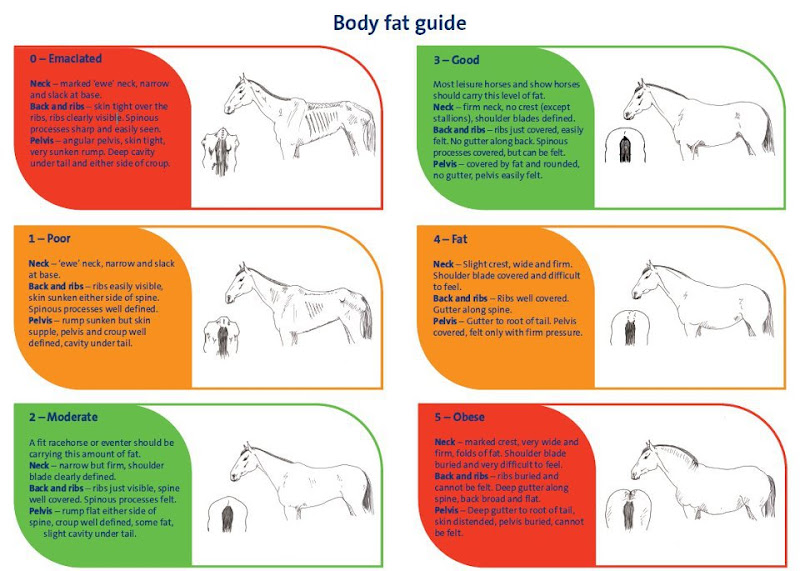Marked back. Ожирение у лошадей. Хорсе фат Horse fat. Плакат equine knowledge. Equine body condition score.