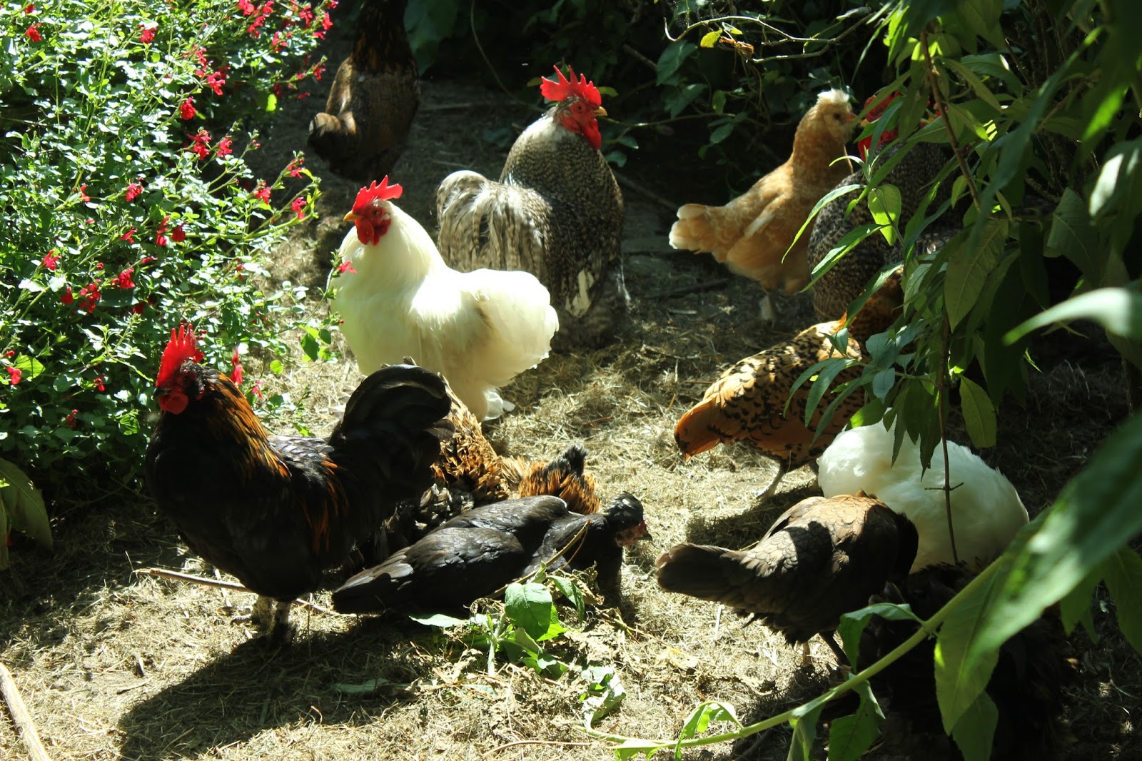 Forest garden dynamics 1 Crowing hens and why we may be keeping