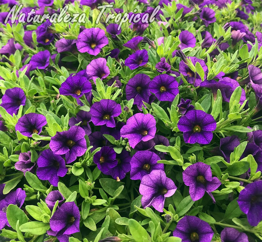 Flores púrpuras de un cultivar del género Calibrachoa