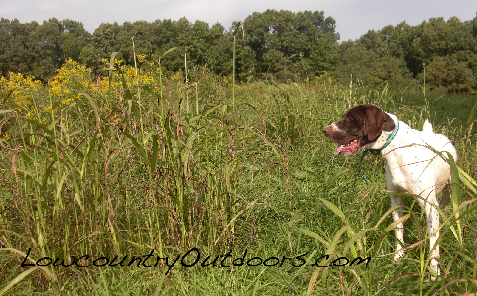 Lowcountry outdoors: Quail Hunt at Jones Hunting Preserve in East Tennessee