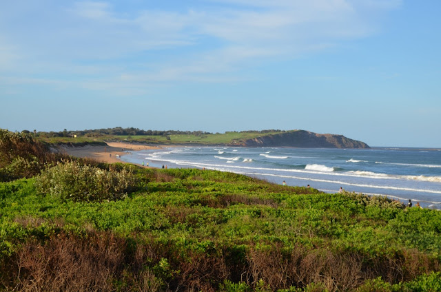 A view of Dee Why beach looking towards the north end of the beach.  Beyond the foreground vegetation one can see the curve of the sandy beach on the left and the waves breaking on the right. The northern headland in the distance is made of grass-topped rocky cliffs..