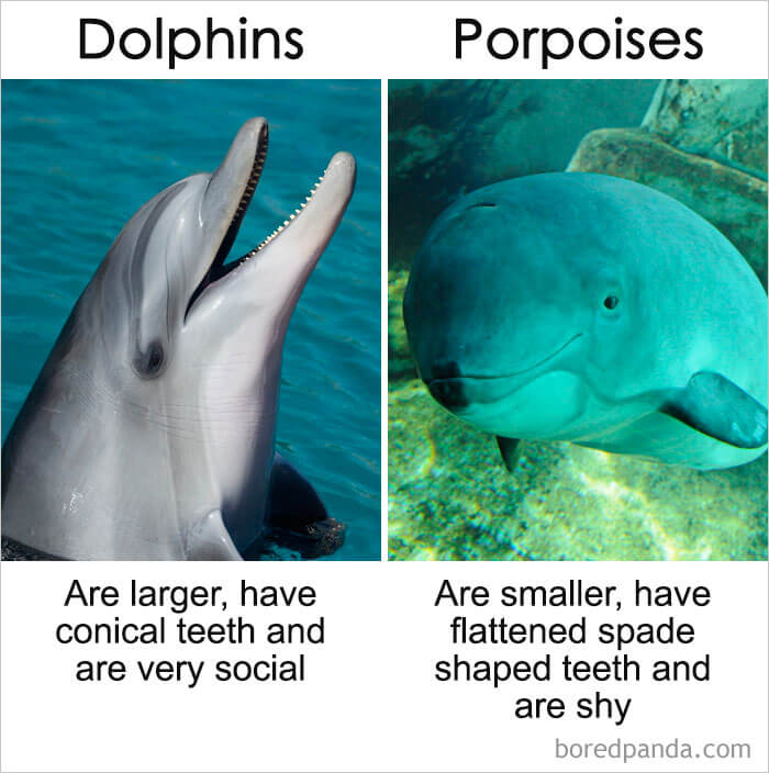 The Differences Between Similar Things, Animals, And Words That Most People Believe To Be Exactly The Same